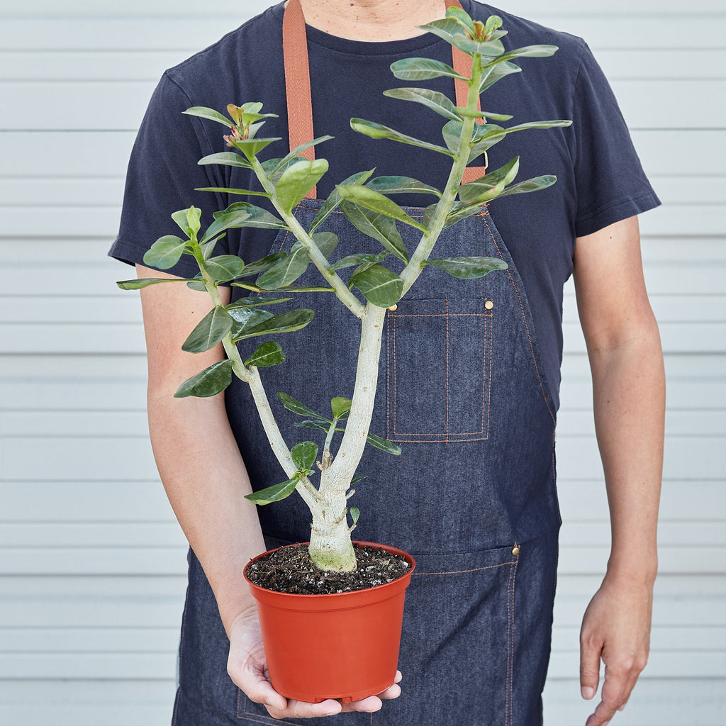 Succulent Adenium Obesum 'Desert Rose'