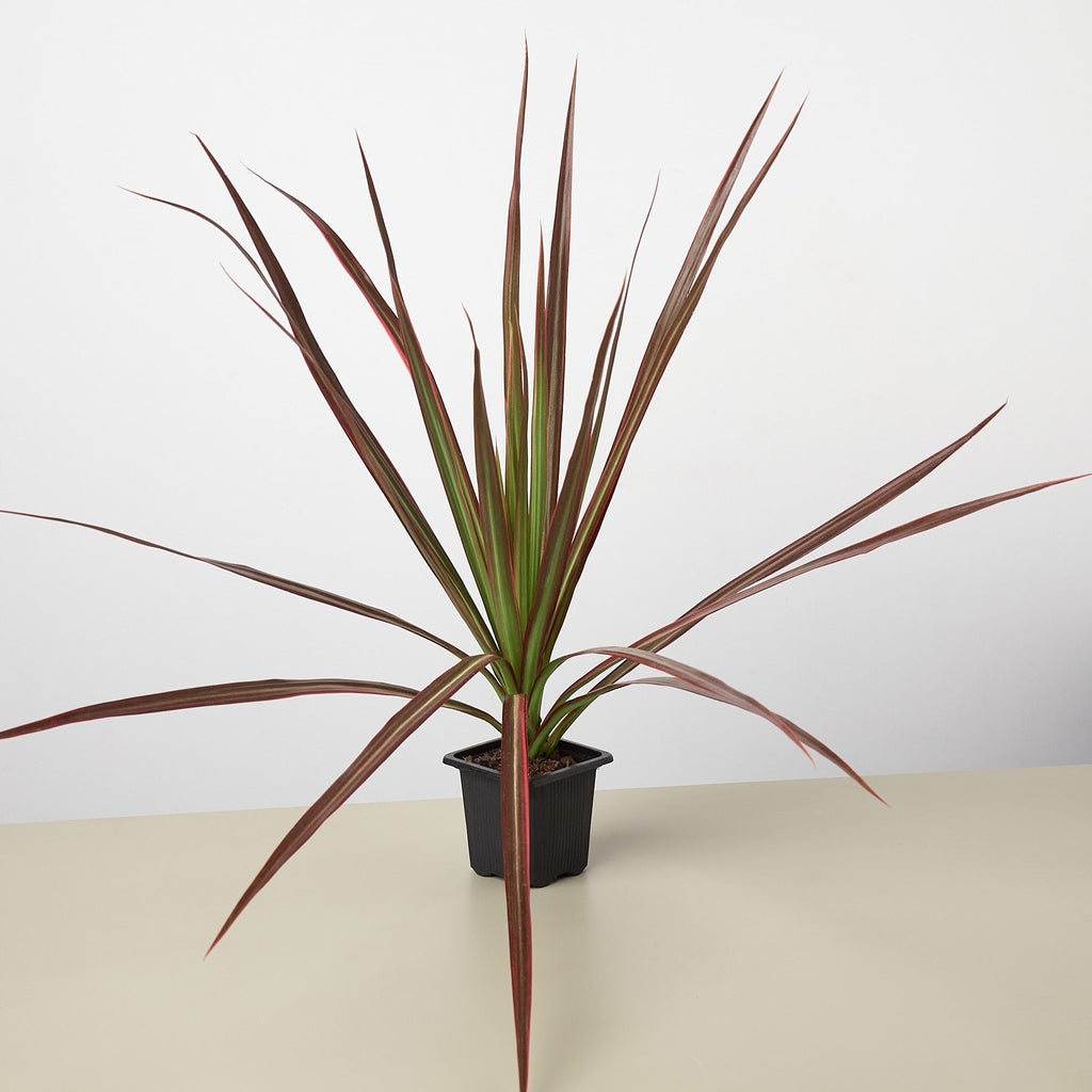 Dracaena 'Colorama'