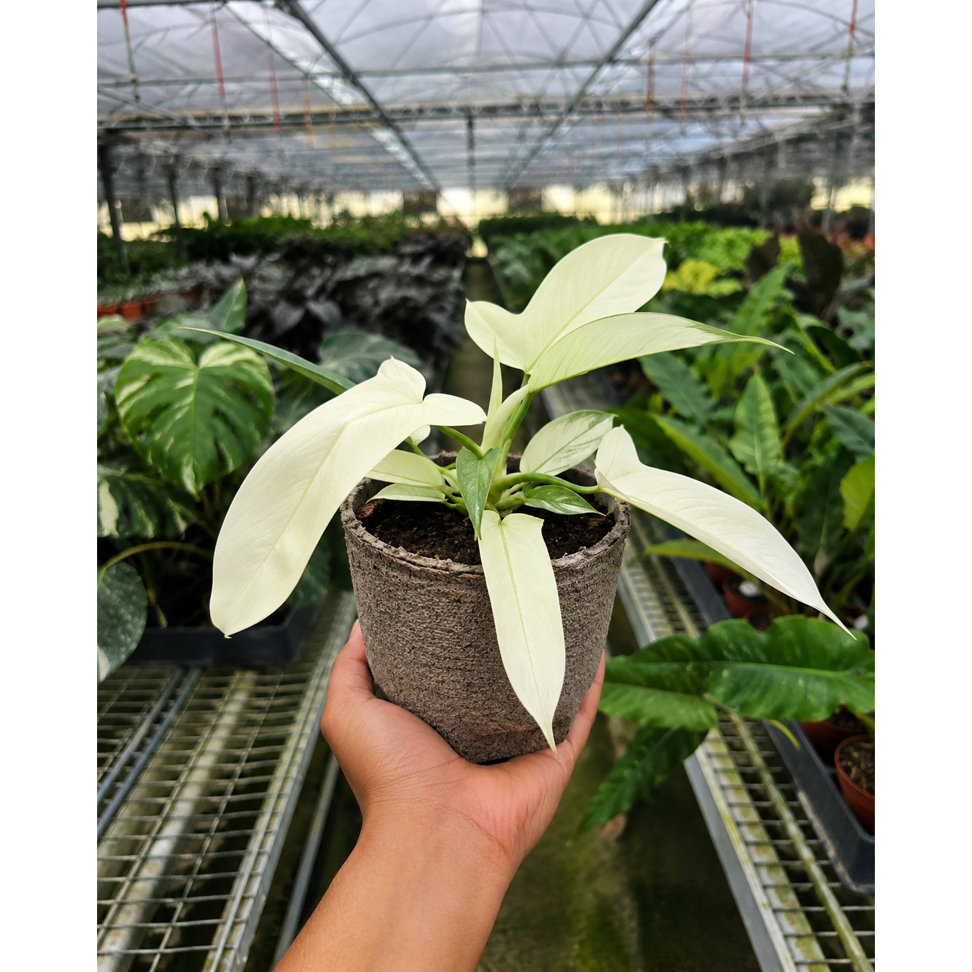 Philodendron 'Florida Ghost'