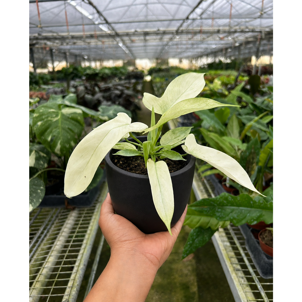Philodendron 'Florida Ghost'
