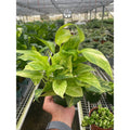 Pothos 'Neon Queen'