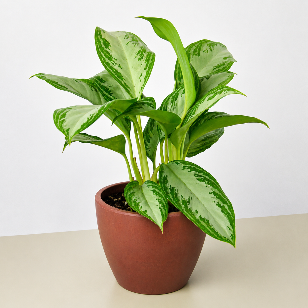 Chinese Evergreen 'Silver Bay'