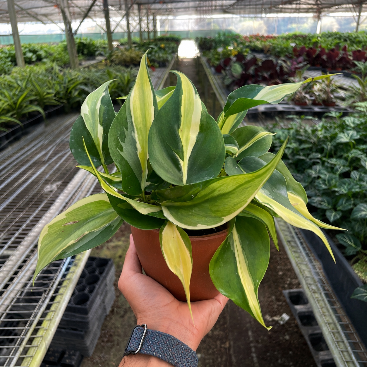 Philodendron 'Silver Stripe'