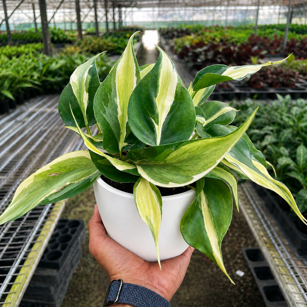 Philodendron 'Silver Stripe'