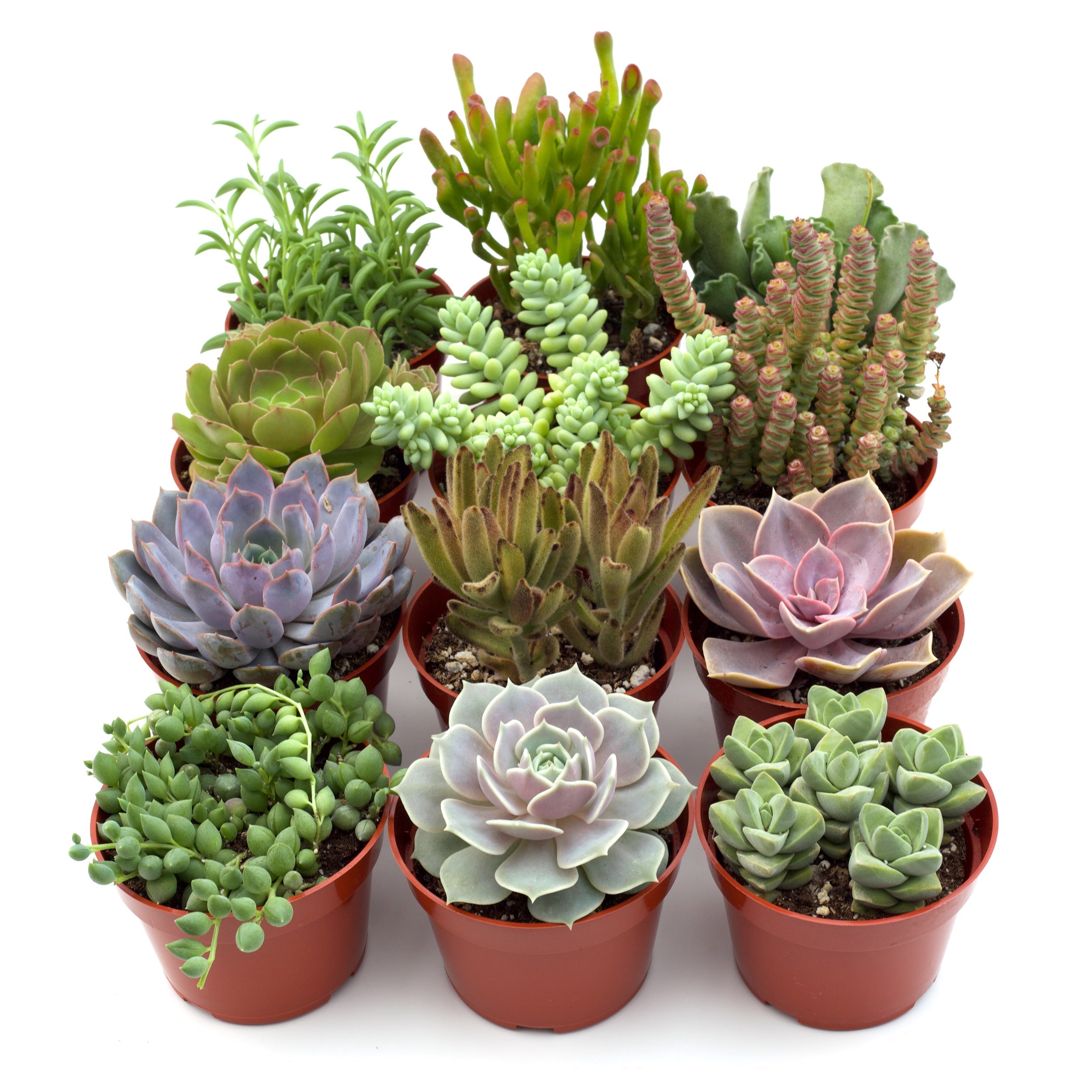 Assorted Succulent Variety 4" Pots
