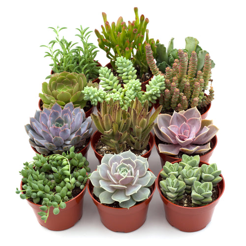 Assorted Succulent Variety 4" Pots