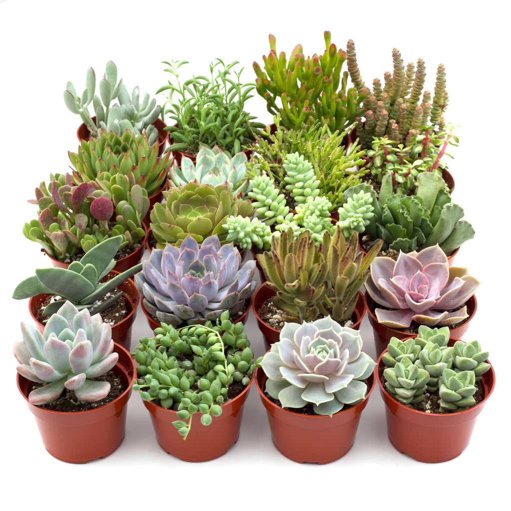 Assorted Succulent Variety 4" Pots