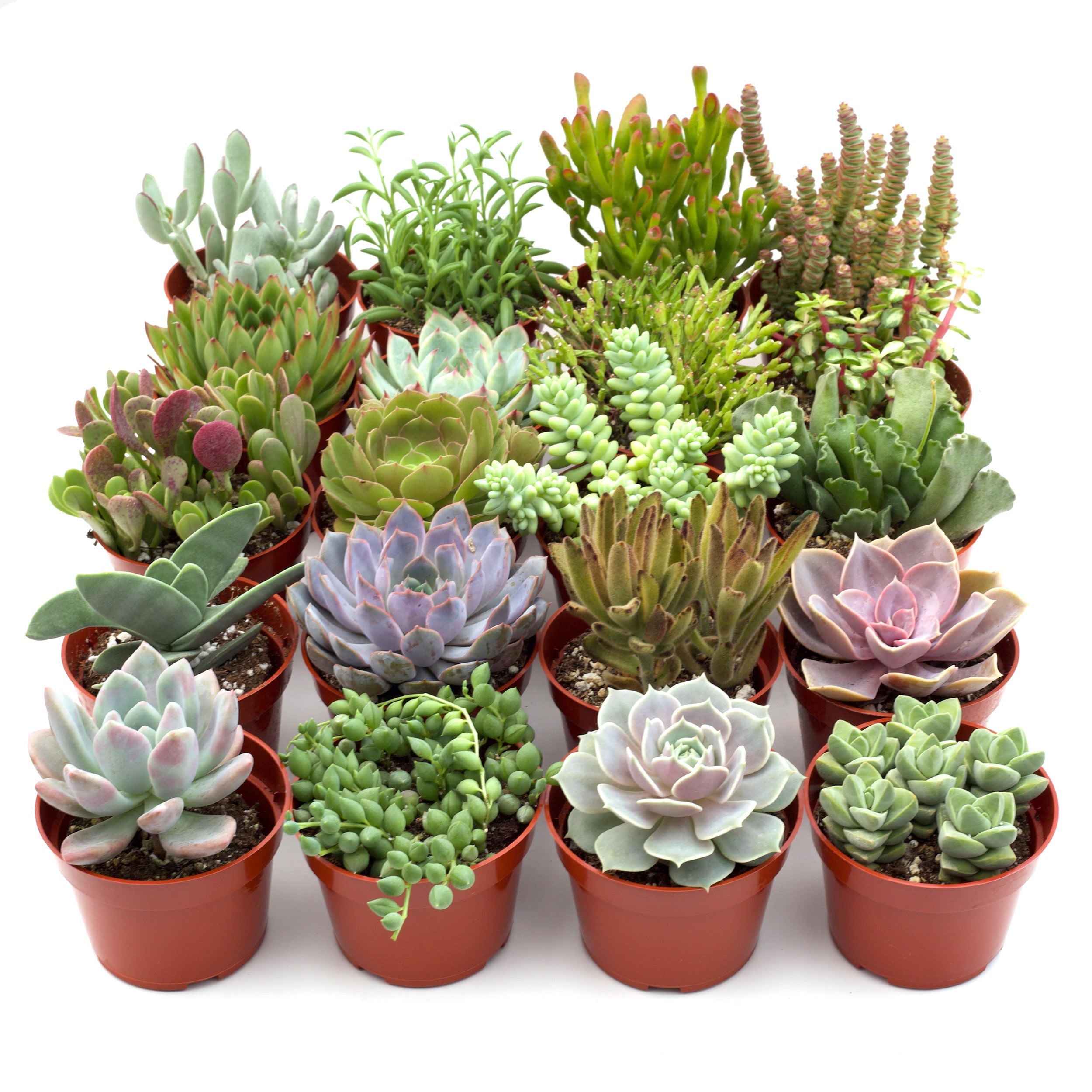 Assorted Succulent Variety 4" Pots