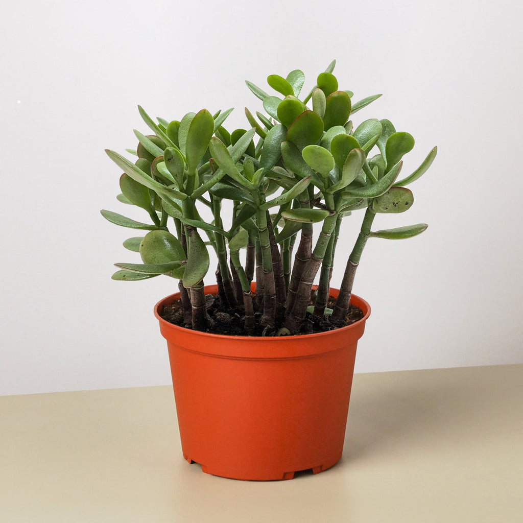 Succulent Crassula 'Jade'