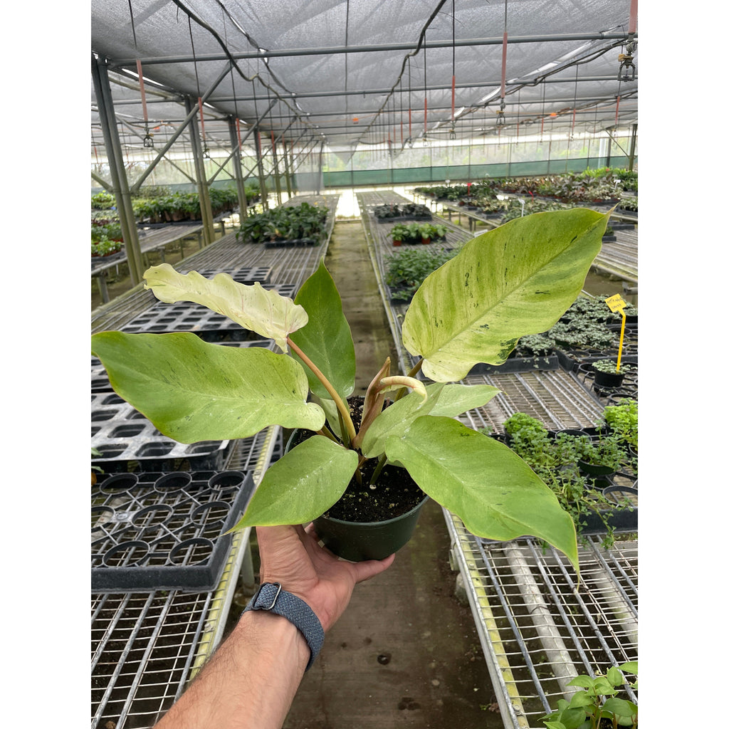 Philodendron 'Snowdrift'