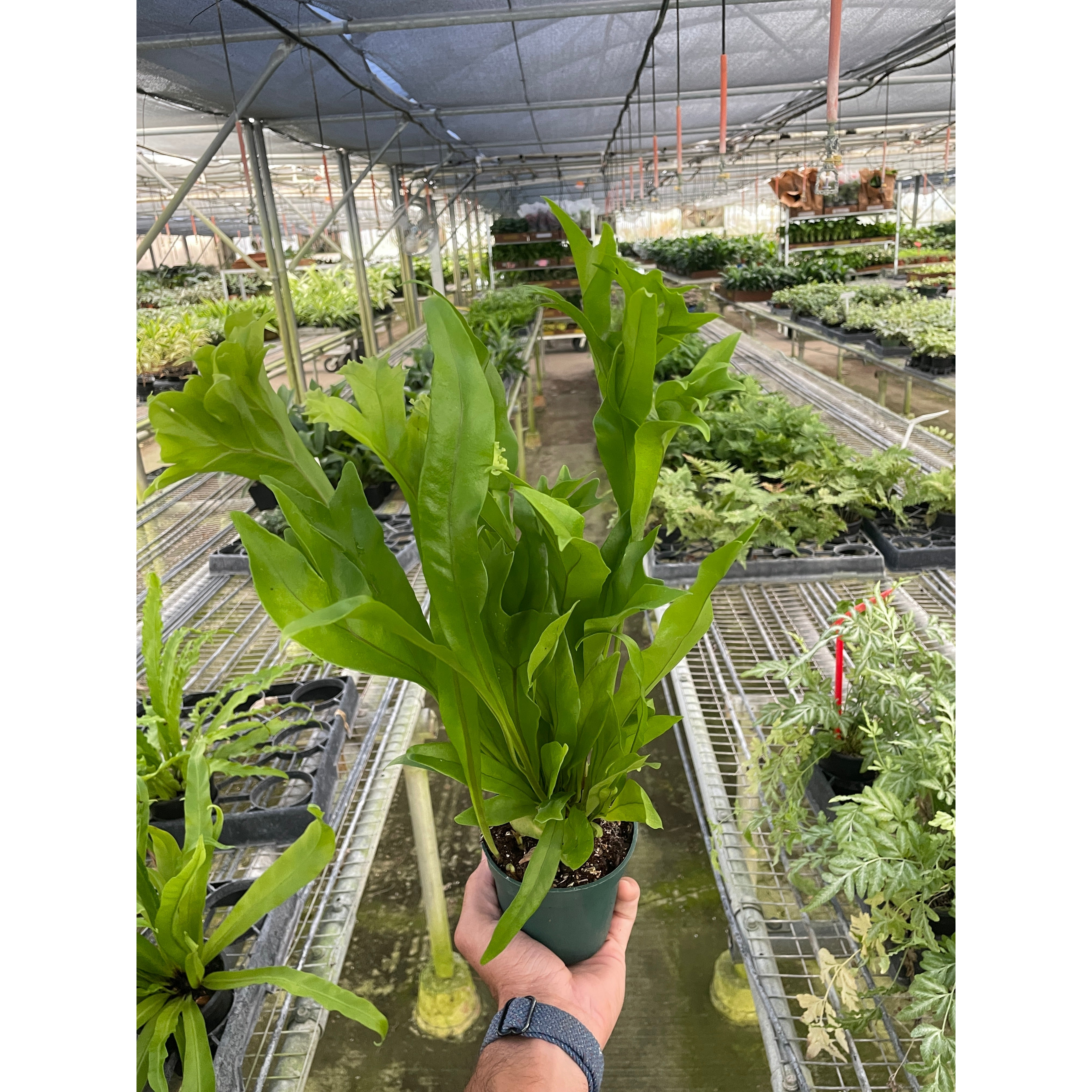 Fern 'Green Flame' Dwarf Elkhorn