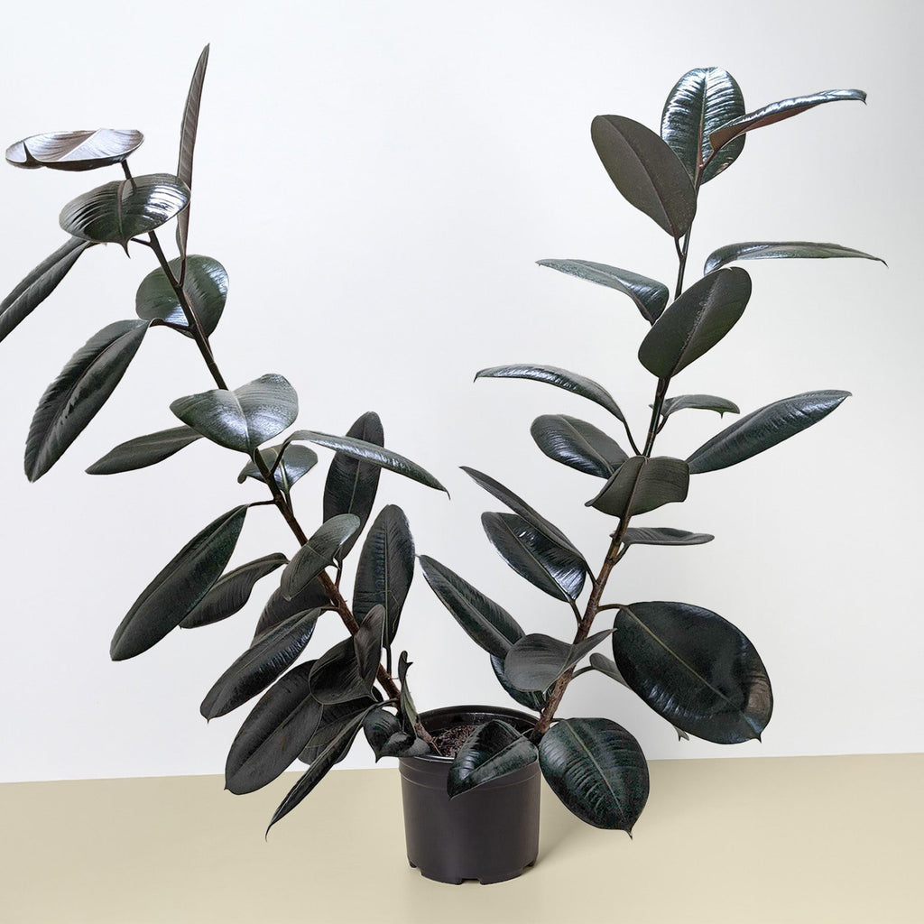 Ficus Elastica 'Burgundy'