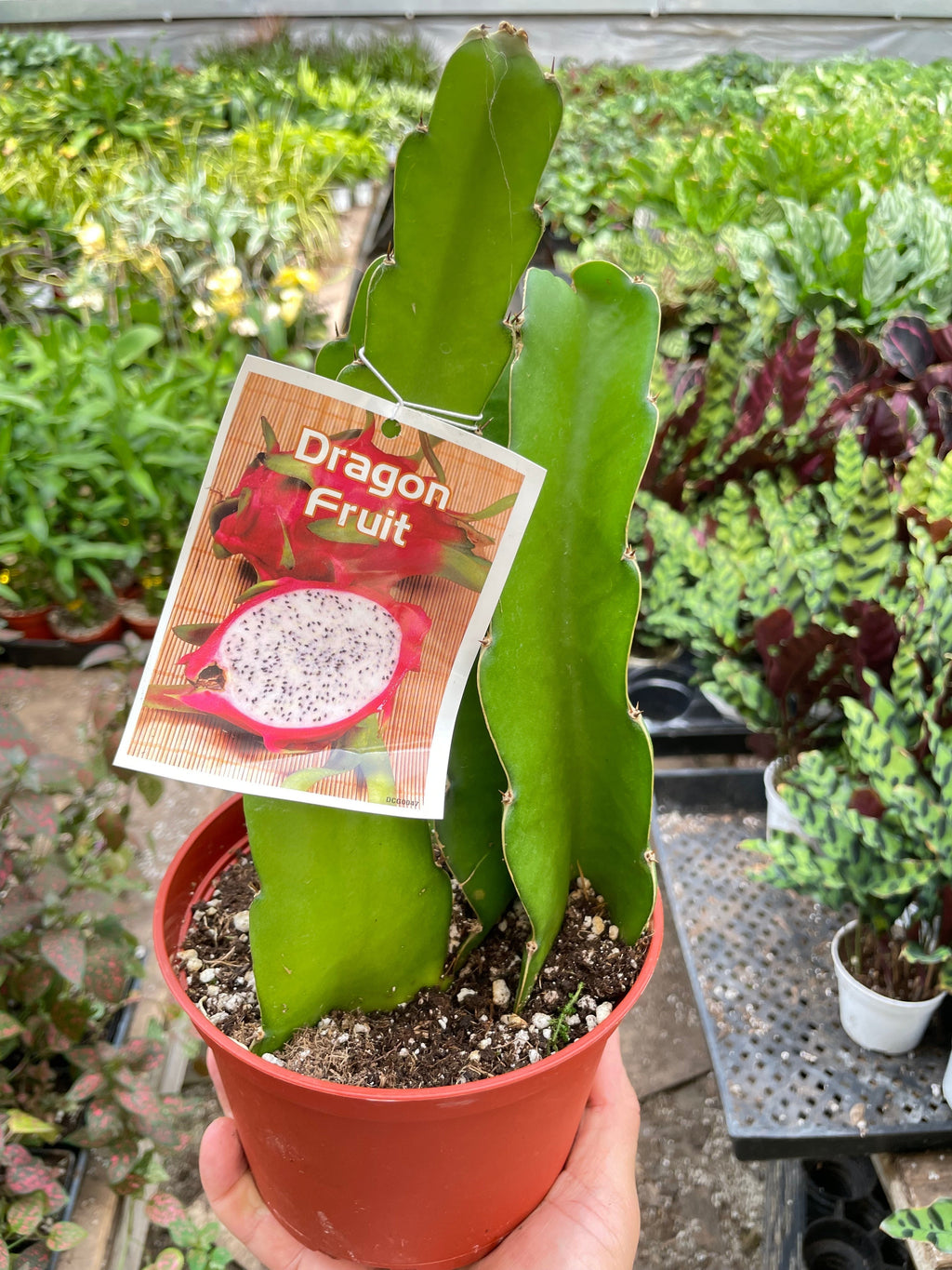 Dragon Fruit (Pitaya)
