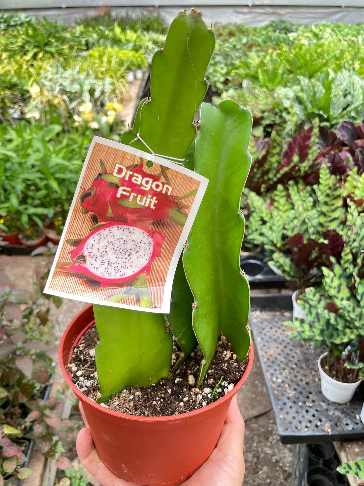 Dragon Fruit (Pitaya)