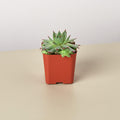 Succulent Variety Packs- 2" Pot