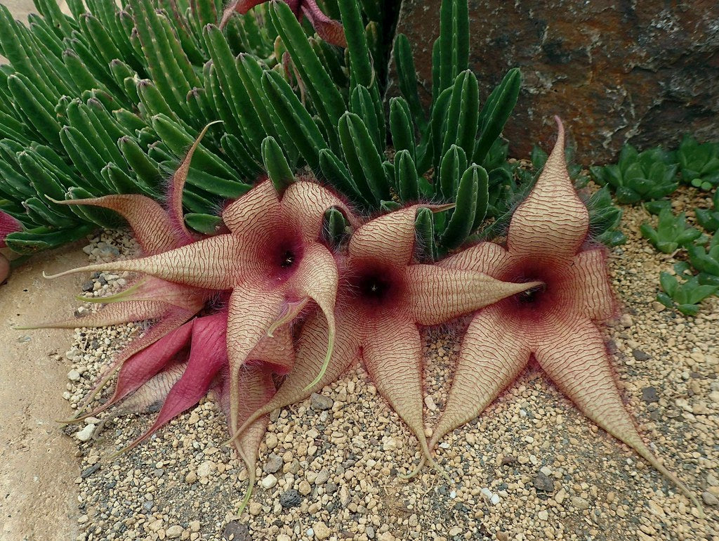 Succulent Cactus Stapelia - 6" Pot