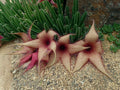 Succulent Cactus Stapelia - 6" Pot