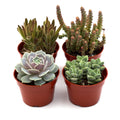 Assorted Succulent Variety 4" Pots