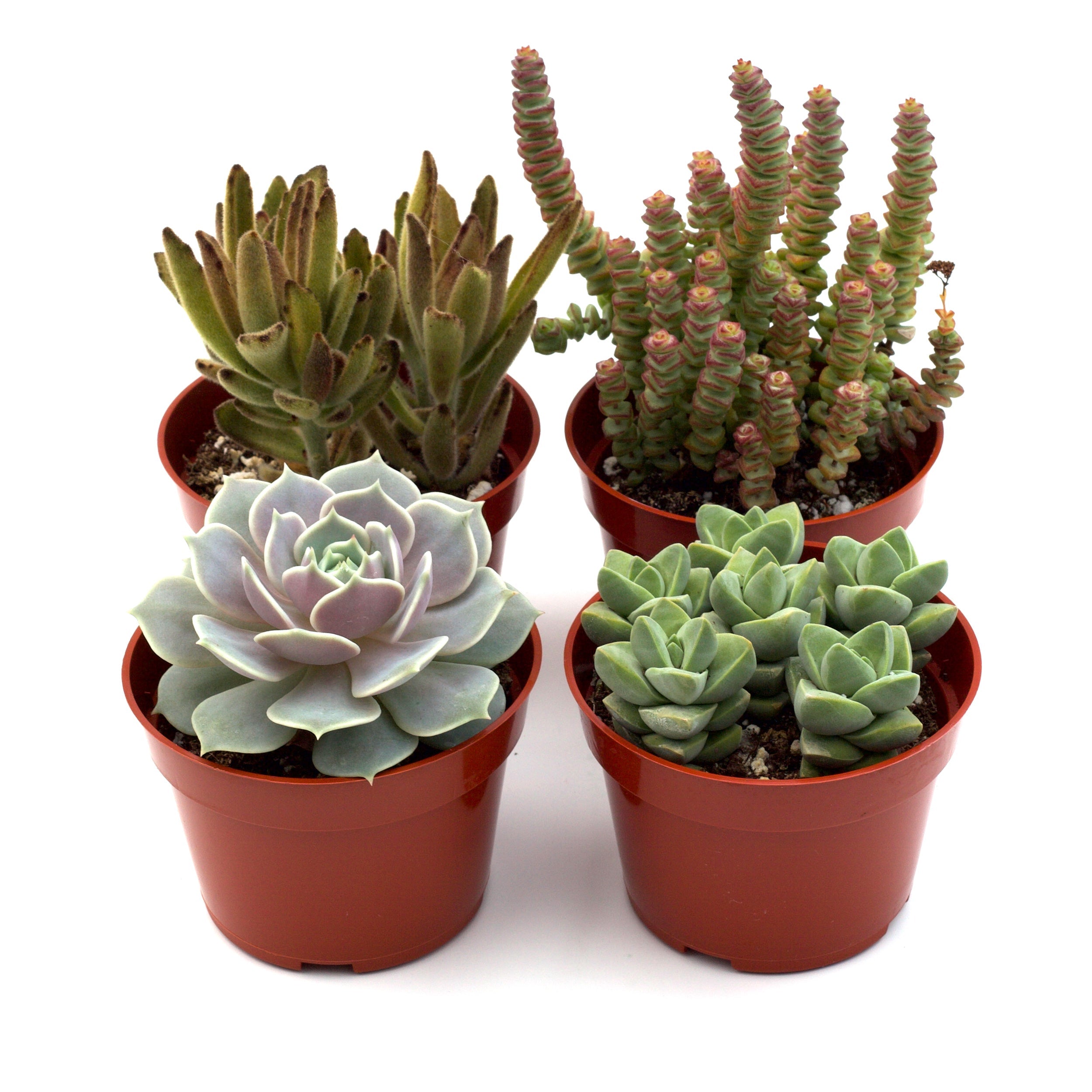 Assorted Succulent Variety 4" Pots