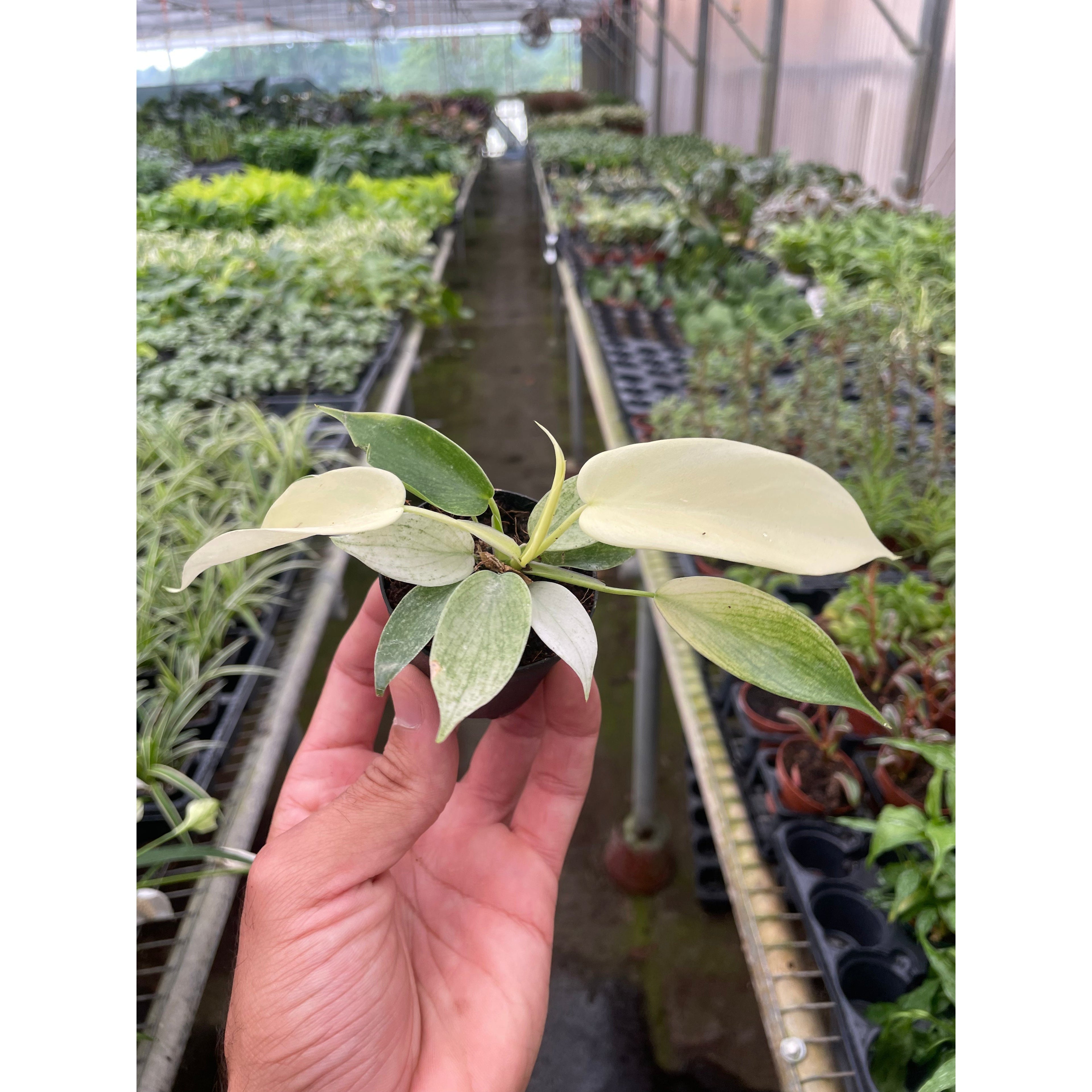 Philodendron 'Florida Ghost'