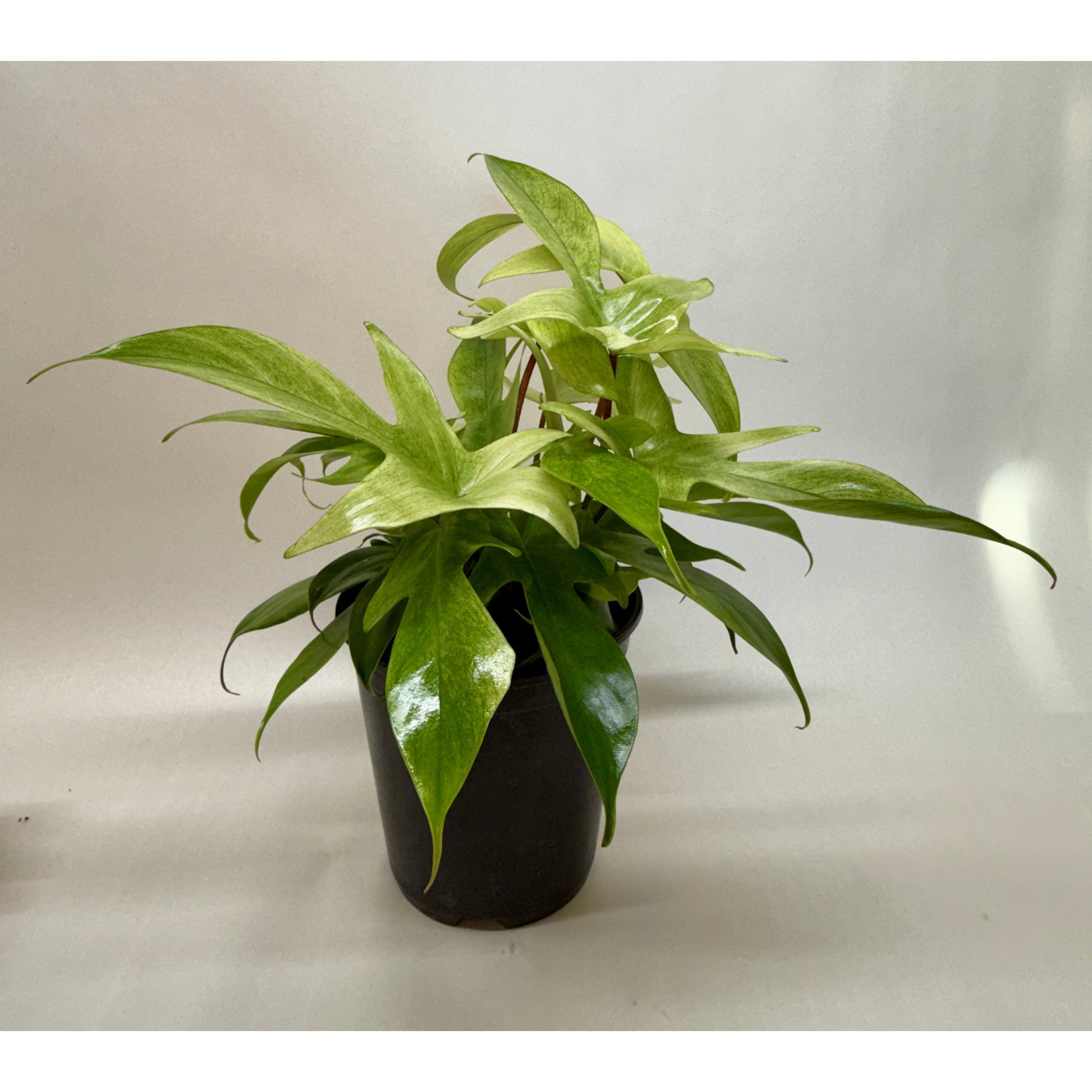 Philodendron 'Florida Ghost'