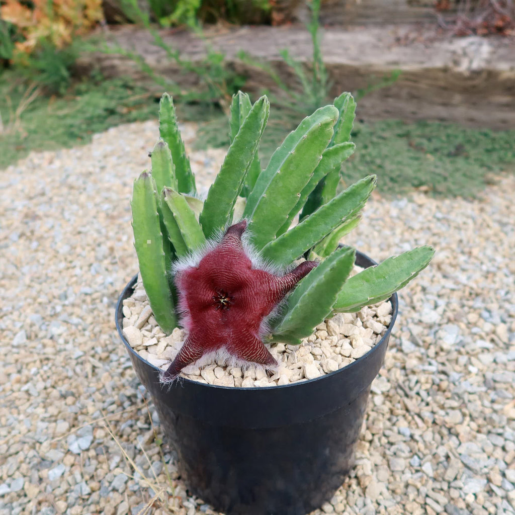 Succulent Cactus Stapelia - 6" Pot
